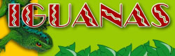 Iguanas